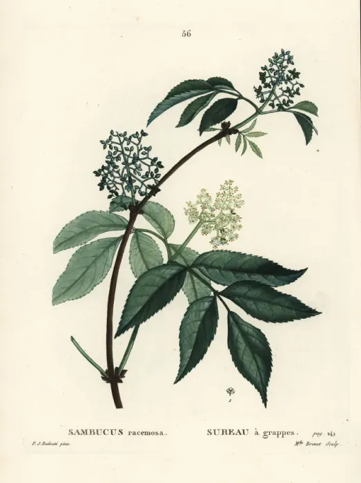 Framed Print : Red elderberry or red-berried elder, Sambucus racemosa Framed Print : Red elderberry or red-berried elder, Sambucus racemosa