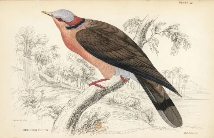 Framed Print : Red-eyed dove, Streptopelia semitorquata Framed Print : Red-eyed dove, Streptopelia semitorquata