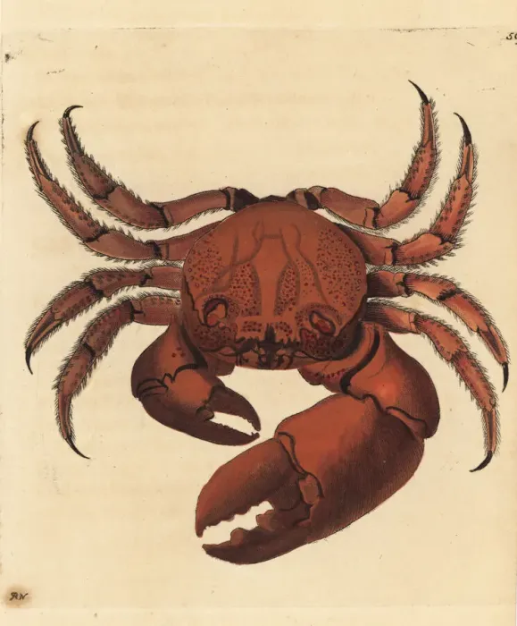 Framed Print : Red-eyed rock crab, Eriphia sebana Framed Print : Red-eyed rock crab, Eriphia sebana