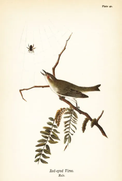 Framed Print : Red-eyed vireo, Vireo olivaceus Framed Print : Red-eyed vireo, Vireo olivaceus