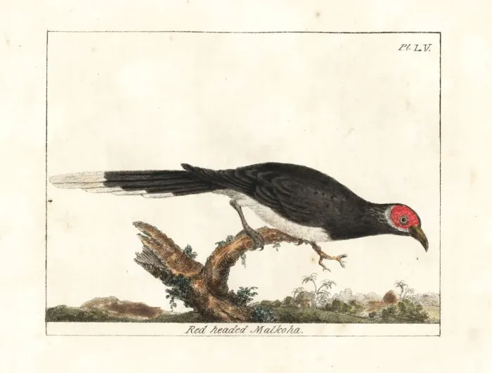 Framed Print : Red-faced malkoha, Phaenicophaeus pyrrhocephalus. Vulnerable Framed Print : Red-faced malkoha, Phaenicophaeus pyrrhocephalus. Vulnerable