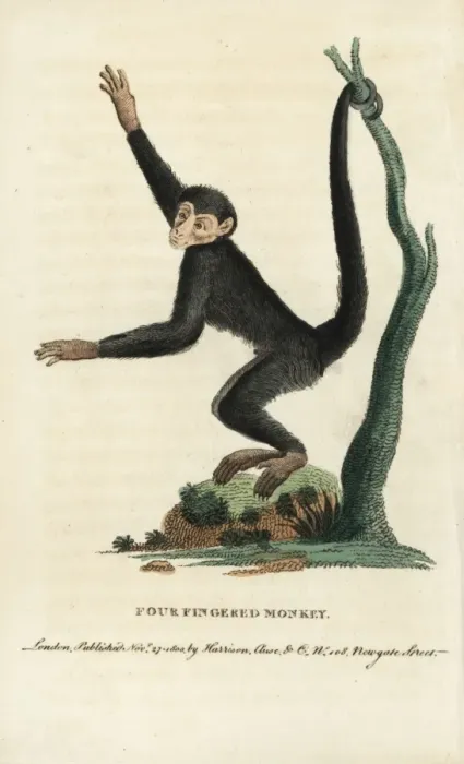 Framed Print : Red-faced spider monkey, Ateles paniscus Framed Print : Red-faced spider monkey, Ateles paniscus