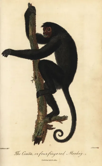 Framed Print : Red-faced spider monkey, Ateles paniscus Framed Print : Red-faced spider monkey, Ateles paniscus