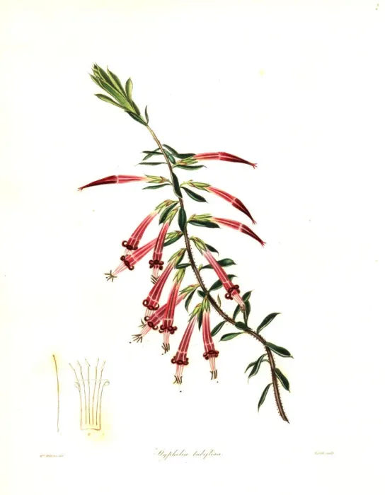 Framed Print : Red five-corner or crimson styphelia, Styphelia tubiflora Framed Print : Red five-corner or crimson styphelia, Styphelia tubiflora