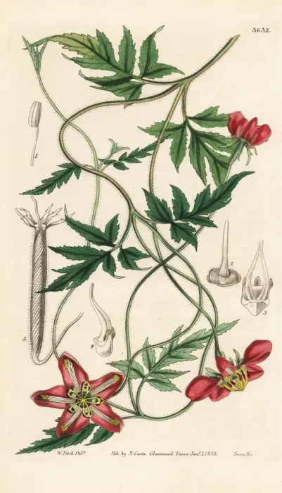 Framed Print : Red-flowered loasa, Loasa lateritia