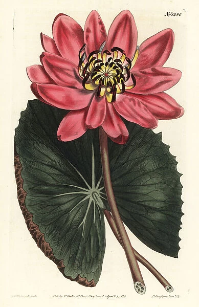 Red-flowered water lily, Nymphaea rubra