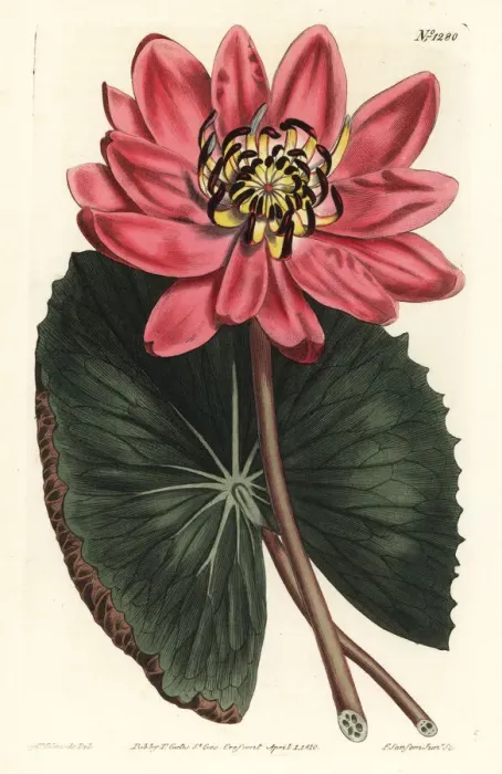 Framed Print : Red-flowered water lily, Nymphaea rubra Framed Print : Red-flowered water lily, Nymphaea rubra