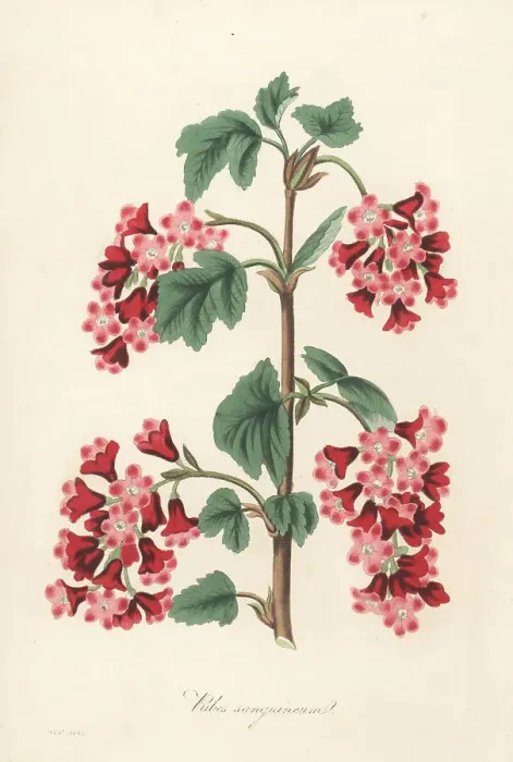Framed Print : Red flowering currant, Ribes sanguineum Framed Print : Red flowering currant, Ribes sanguineum