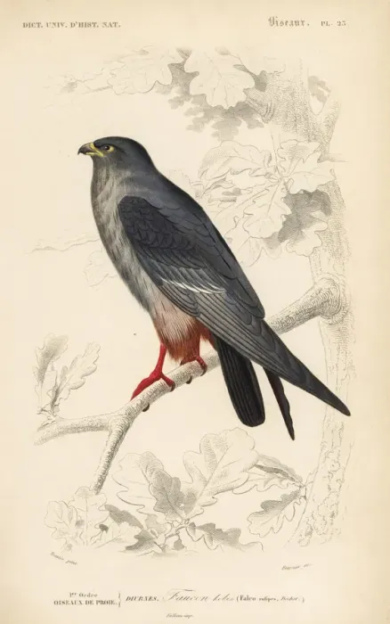Framed Print : Red-footed falcon, Falco vespertinus