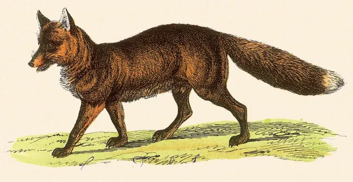 Framed Print : Red FoX Date: 1880 Framed Print : Red FoX Date: 1880