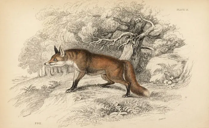 Framed Print : Red fox, Vulpes vulpes Framed Print : Red fox, Vulpes vulpes