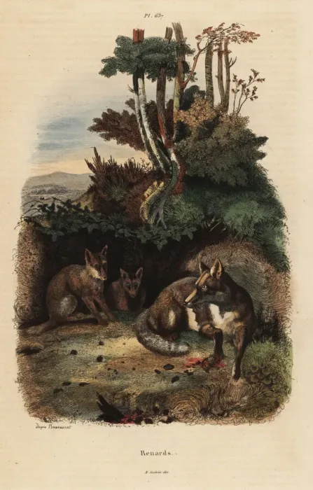 Framed Print : Red foxes, Vulpes vulpes, outside a den Framed Print : Red foxes, Vulpes vulpes, outside a den