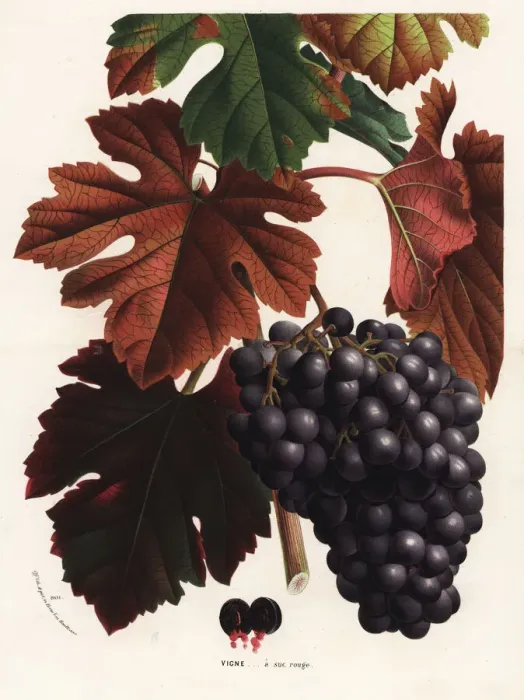 Framed Print : Red grapes, Vitis vinifera Framed Print : Red grapes, Vitis vinifera
