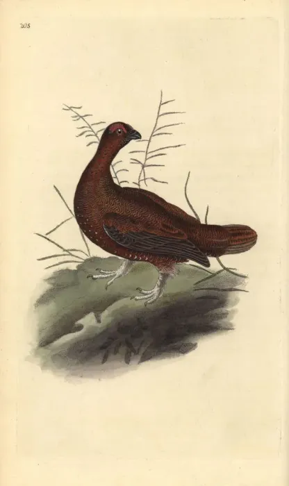 Framed Print : Red grouse, Lagopus lagopus scotica Framed Print : Red grouse, Lagopus lagopus scotica