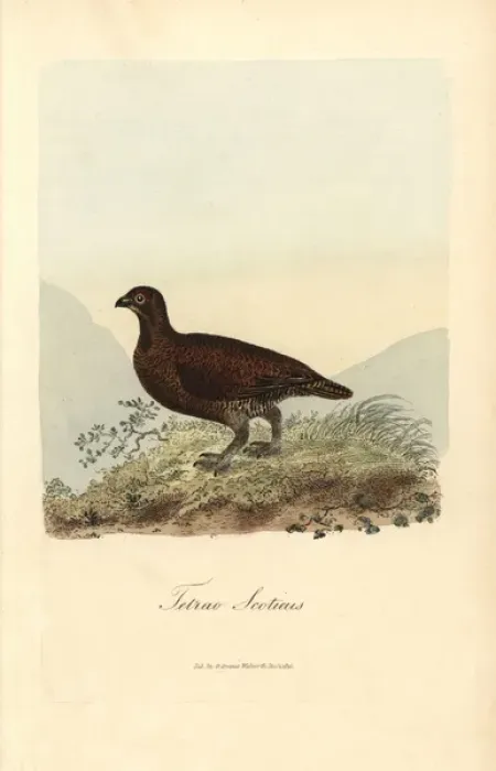 Framed Print : Red grouse, Lagopus lagopus scoticus Framed Print : Red grouse, Lagopus lagopus scoticus