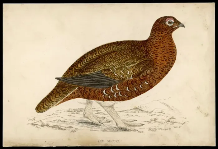 Framed Print : Red Grouse (Morris) Framed Print : Red Grouse (Morris)