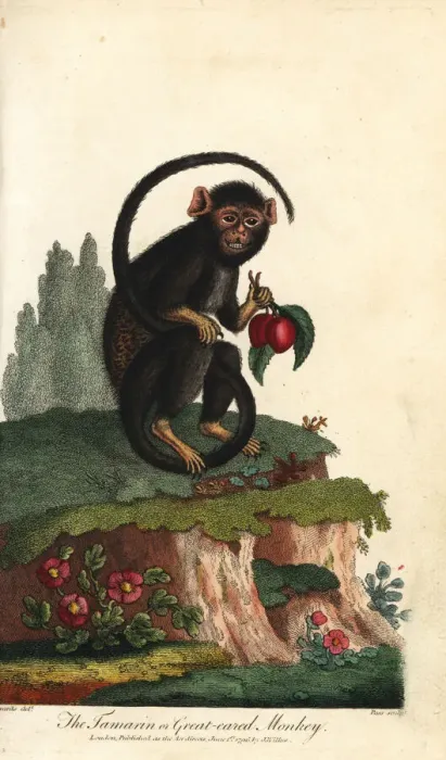 Framed Print : Red-handed tamarin, Saguinus midas Framed Print : Red-handed tamarin, Saguinus midas