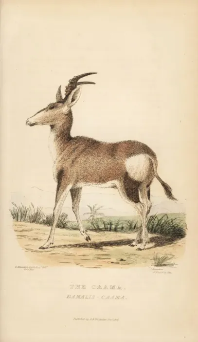 Framed Print : Red hartebeest, Alcelaphus buselaphus caama Framed Print : Red hartebeest, Alcelaphus buselaphus caama