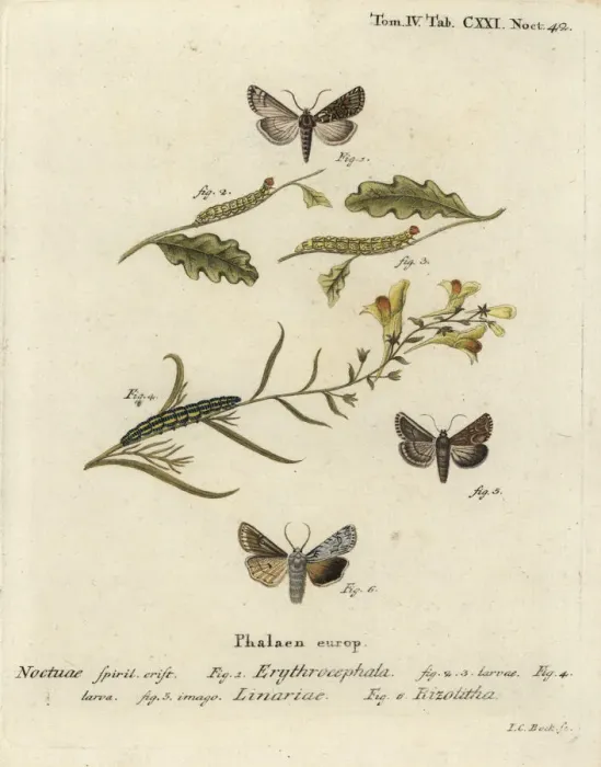 Framed Print : Red-headed chestnut, toadflax brocade and grey shoulder knot Framed Print : Red-headed chestnut, toadflax brocade and grey shoulder knot