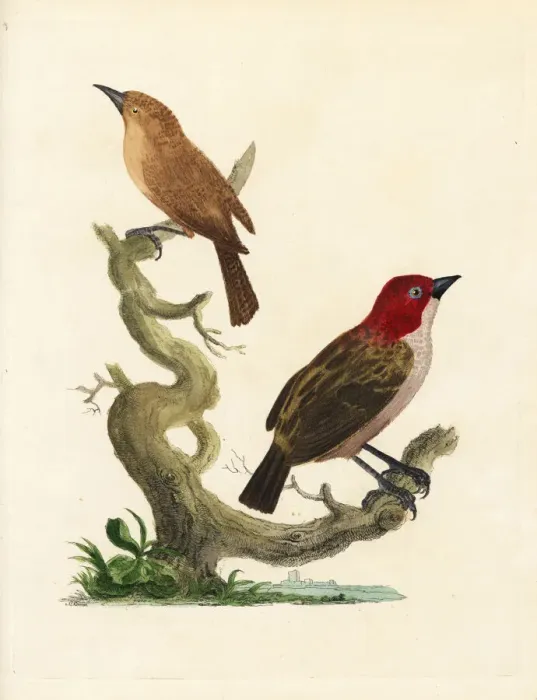 Framed Print : Red-headed finch and brown warbler Framed Print : Red-headed finch and brown warbler