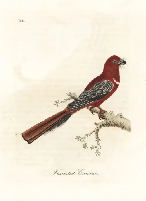 Framed Print : Red-headed trogon, Harpactes erythrocephalus Framed Print : Red-headed trogon, Harpactes erythrocephalus