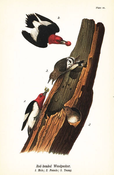 Red-headed woodpecker, Melanerpes erythrocephalus