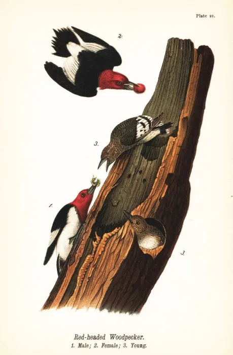 Framed Print : Red-headed woodpecker, Melanerpes erythrocephalus Framed Print : Red-headed woodpecker, Melanerpes erythrocephalus