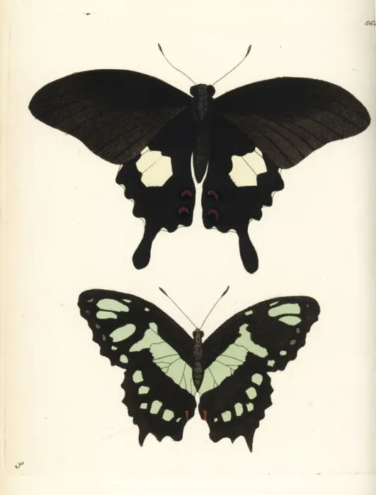 Framed Print : Red helen and malachite butterfly, Papilio Framed Print : Red helen and malachite butterfly, Papilio