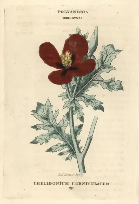 Framed Print : Red horned poppy, Glaucium corniculatum Framed Print : Red horned poppy, Glaucium corniculatum