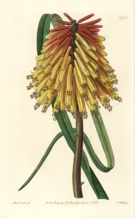 Framed Print : Red hot poker flower, Kniphofia uvaria Framed Print : Red hot poker flower, Kniphofia uvaria