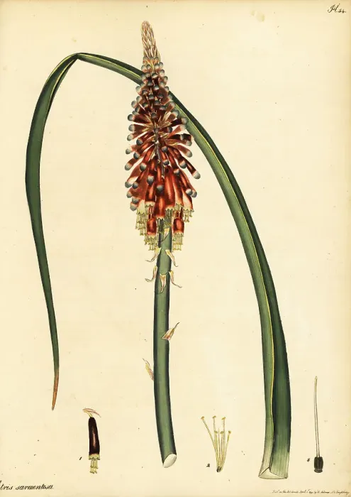 Framed Print : Red hot poker, Kniphofia sarmentosa Framed Print : Red hot poker, Kniphofia sarmentosa