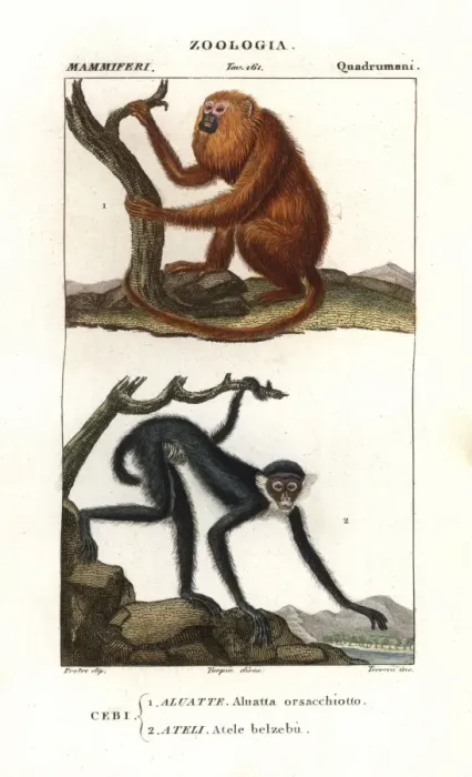 Framed Print : Red howler monkey, Alouatta seniculus Framed Print : Red howler monkey, Alouatta seniculus