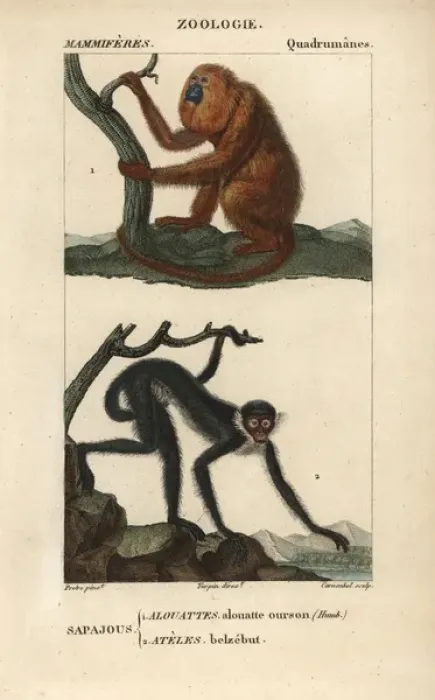 Framed Print : Red howler monkey, Alouatta seniculus Framed Print : Red howler monkey, Alouatta seniculus
