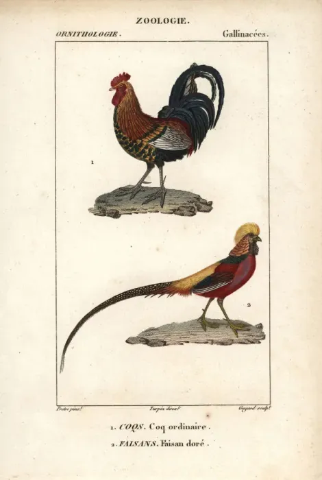 Framed Print : Red jungle fowl, Gallus gallus, and golden Framed Print : Red jungle fowl, Gallus gallus, and golden