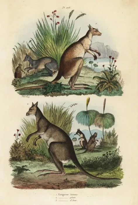 Framed Print : Red kangaroo, eastern grey kangaroo and dusky wallaby Framed Print : Red kangaroo, eastern grey kangaroo and dusky wallaby