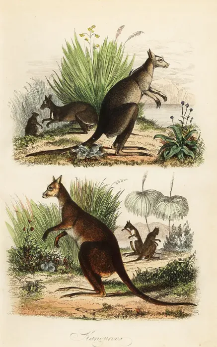 Framed Print : Red kangaroo, eastern grey kangaroo and dusky wallaby Framed Print : Red kangaroo, eastern grey kangaroo and dusky wallaby