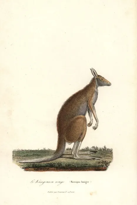 Framed Print : Red kangaroo, Macropus rufus Framed Print : Red kangaroo, Macropus rufus