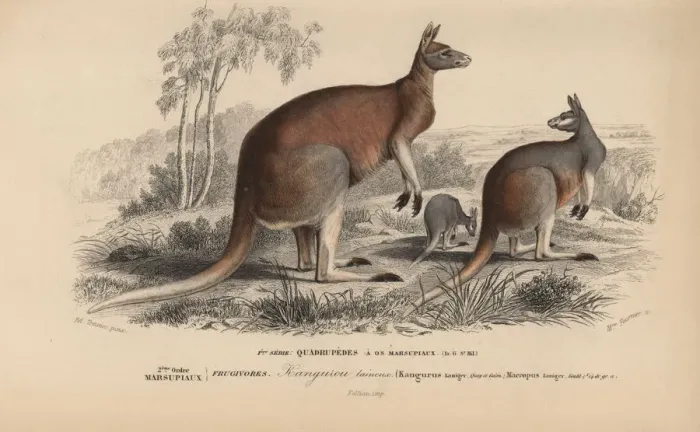 Framed Print : Red kangaroo, Macropus rufus Framed Print : Red kangaroo, Macropus rufus