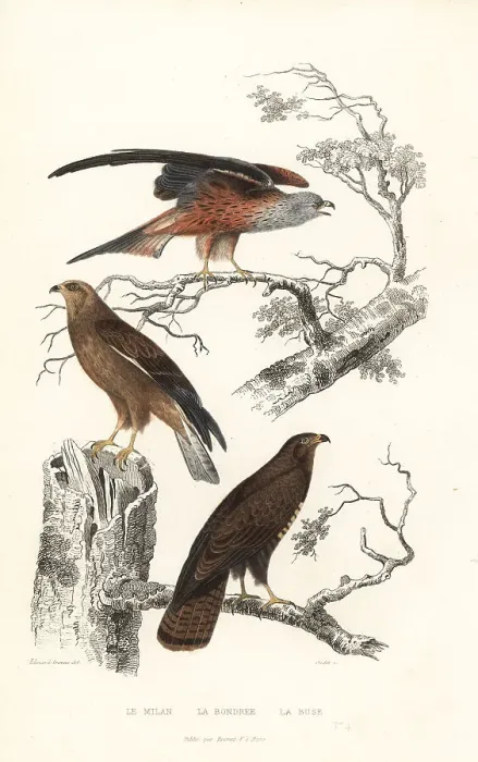 Framed Print : Red kite, honey buzzard and common buzzard Framed Print : Red kite, honey buzzard and common buzzard