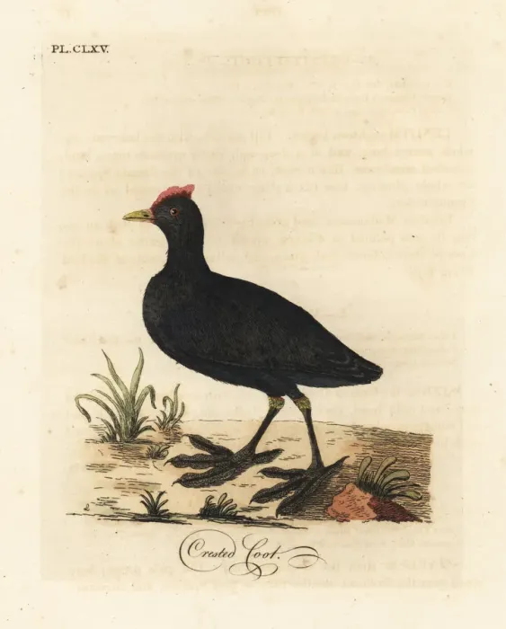 Framed Print : Red-knobbed coot or crested coot, Fulica cristata Framed Print : Red-knobbed coot or crested coot, Fulica cristata