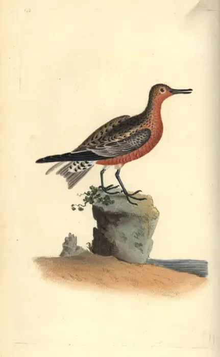 Framed Print : Red knot, Calidris canutus