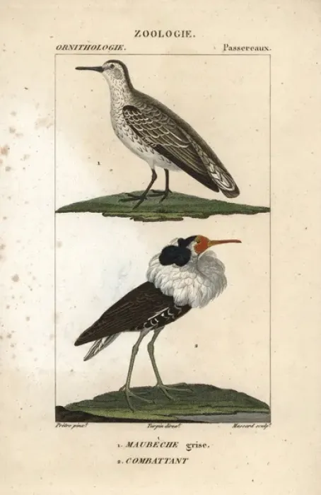 Framed Print : Red knot, Calidris canutus, and ruff, Philomachus pugnax Framed Print : Red knot, Calidris canutus, and ruff, Philomachus pugnax