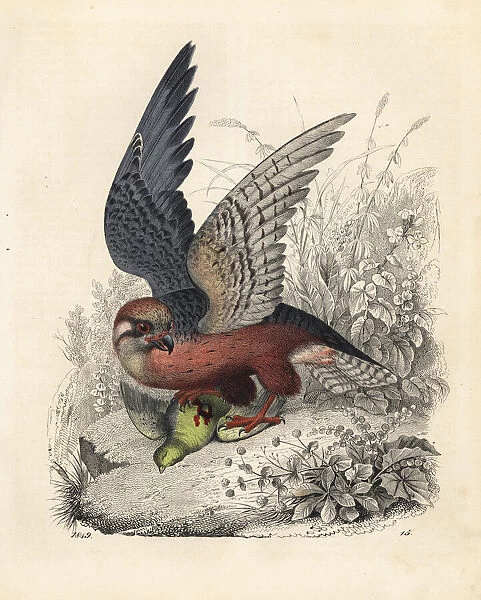 Red legged falcon, Erythropus vespertinus