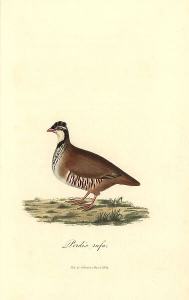 Red-legged or Guernsey partridge, Alectoris rufa