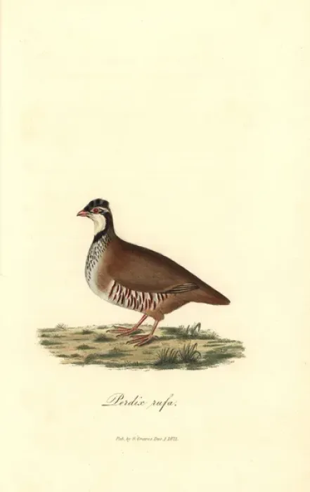Framed Print : Red-legged or Guernsey partridge, Alectoris rufa Framed Print : Red-legged or Guernsey partridge, Alectoris rufa