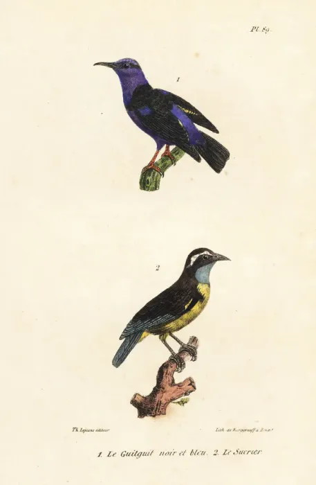 Framed Print : Red-legged honeycreeper and bananaquit Framed Print : Red-legged honeycreeper and bananaquit