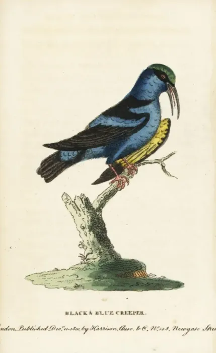 Framed Print : Red-legged honeycreeper, Cyanerpes cyaneus Framed Print : Red-legged honeycreeper, Cyanerpes cyaneus