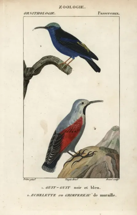 Framed Print : Red-legged honeycreeper, Cyanerpes cyaneus Framed Print : Red-legged honeycreeper, Cyanerpes cyaneus