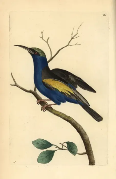 Framed Print : Red-legged honeycreeper, Cyanerpes cyaneus Framed Print : Red-legged honeycreeper, Cyanerpes cyaneus