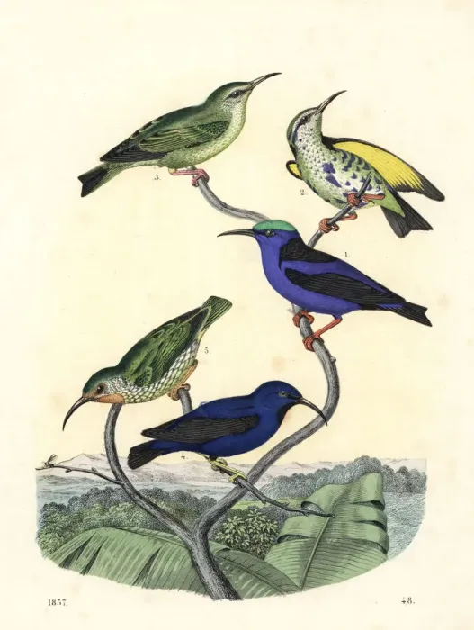 Framed Print : Red-legged honeycreeper and purple honeycreeper